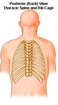 Posterior View - Thoracic Spine and Rib Cage