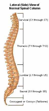 Normal Spinal Column