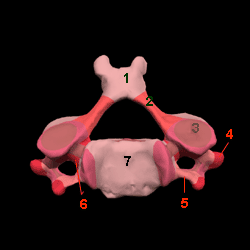 Cervical Vertebra