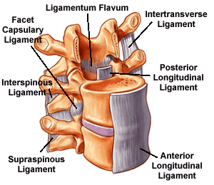 Ligaments of the spine