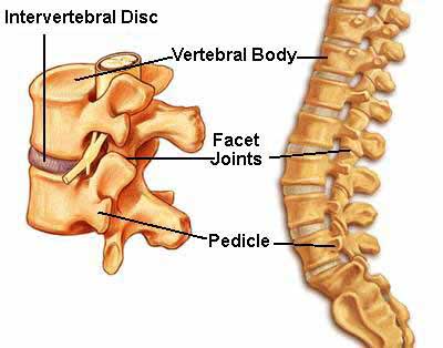 Intervertebral disc anatomy