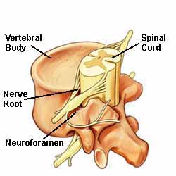 Cuerpo vertebral - Anatomía