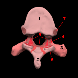 Thoracic Vertebra