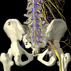 Sciatic Nerve