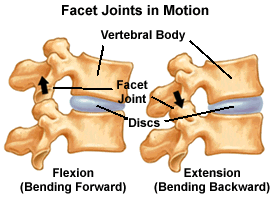 Facet Joints in Motion