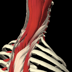Cervical spine with muscles, tendons and ligaments