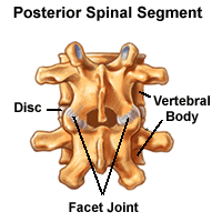 Facet joint anatomy