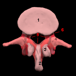 Lumbar Vertebra