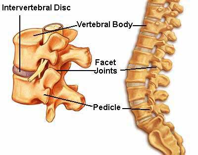 Invertebral Discs