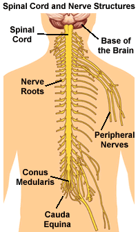 Spinal Cord Anatomy
