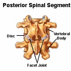 Facet Joint