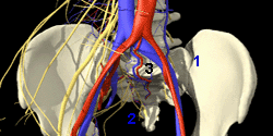 Sacroiliac Joint